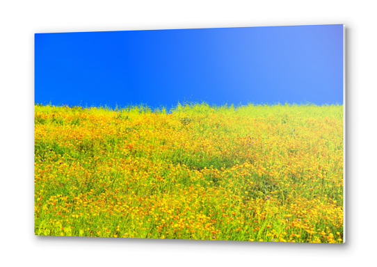 yellow poppy flower field with green leaf and clear blue sky Metal prints by Timmy333