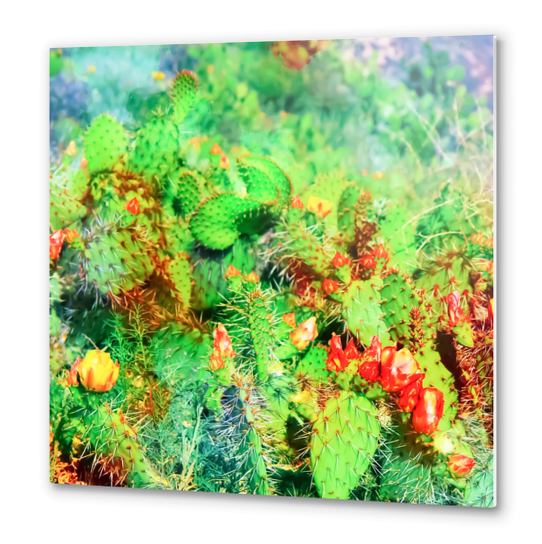 green cactus with yellow and red flower in the desert Metal prints by Timmy333