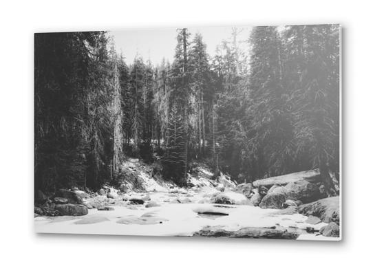 snow at Sequoia national park, USA in black and white Metal prints by Timmy333