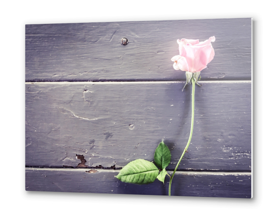 pink rose background Metal prints by Timmy333