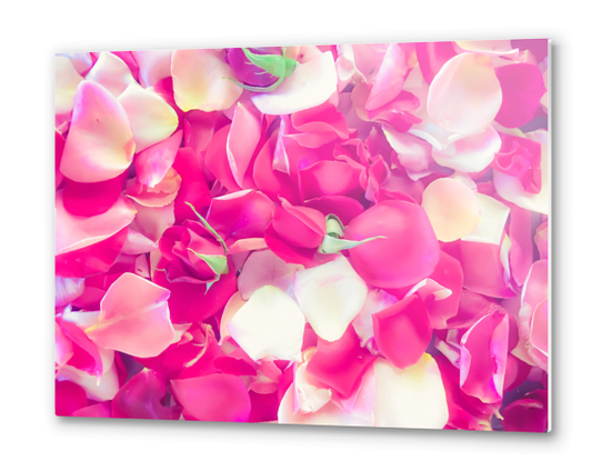 pink roses background Metal prints by Timmy333