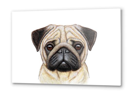 Pug Metal prints by Nika_Akin