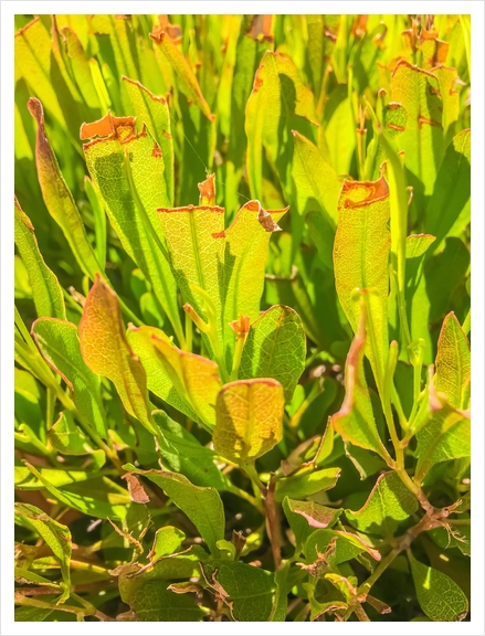 green leaves plant texture abstract background Art Print by Timmy333