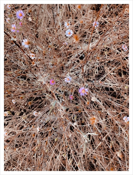 blooming pink and white flowers with brown dry grass field Art Print by Timmy333