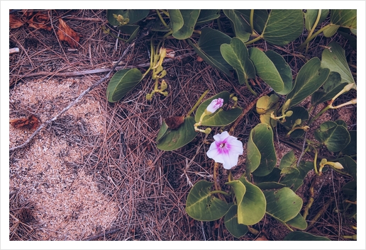 blooming pink flower with green leaves on the ground Art Print by Timmy333