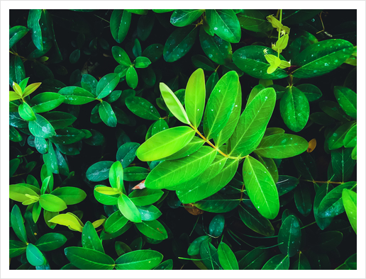 closeup fresh green leaves texture background Art Print by Timmy333