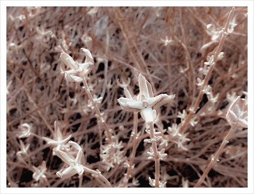 blooming dry plant with brown dry grass background Art Print by Timmy333