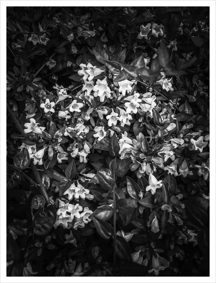 blooming flowers background in black and white Art Print by Timmy333