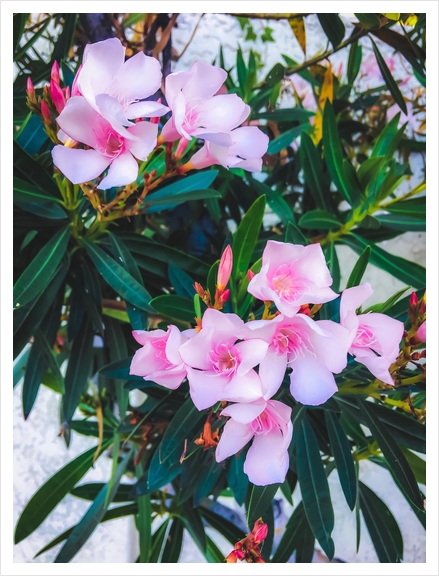 pink flowers garden with green leaves background Art Print by Timmy333