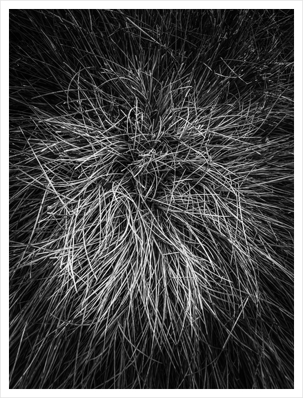 closeup grass texture in black and white Art Print by Timmy333