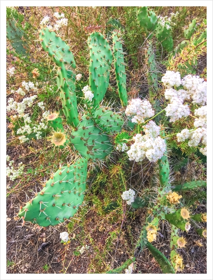 green cactus with blooming white flowers Art Print by Timmy333