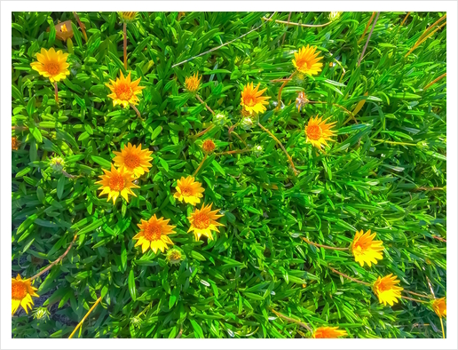 blooming yellow flowers field with green leaves Art Print by Timmy333