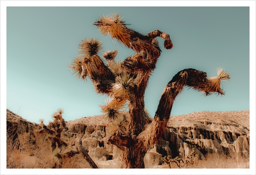 Cactus and desert at Red Rock Canyon State Park California USA Art Print by Timmy333