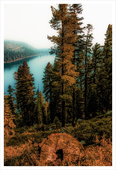 Pine tree with lake scenic at Emerald Bay Lake Tahoe California USA Art Print by Timmy333