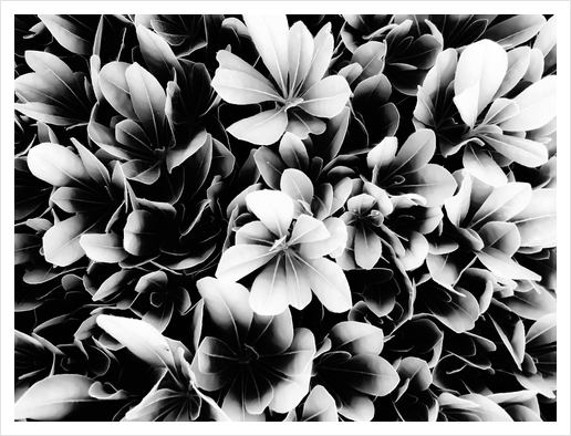 closeup succulent leaves texture in black and white Art Print by Timmy333