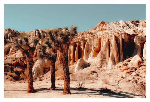 Desert and cactus at Red Rock Canyon State Park California USA Art Print by Timmy333