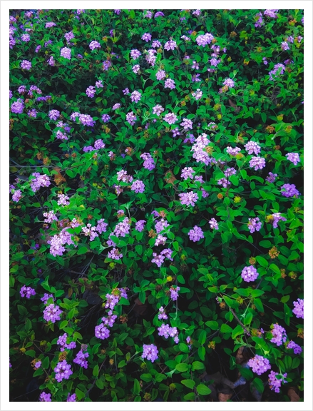 blooming purple flowers with green leaves Art Print by Timmy333