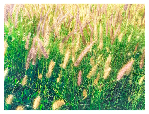 closeup green grass field texture with grass flowers Art Print by Timmy333