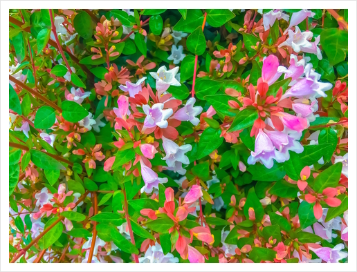 closeup blooming pink flowers with green leaves Art Print by Timmy333