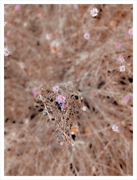 blooming pink and white flowers with dry grass background Art Print by Timmy333