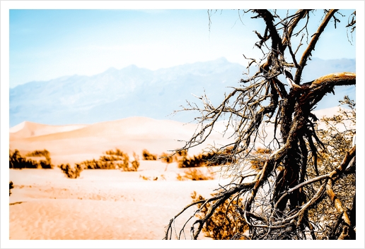 Tree branch with sand desert and mountain view at Death Valley national park California USA Art Print by Timmy333