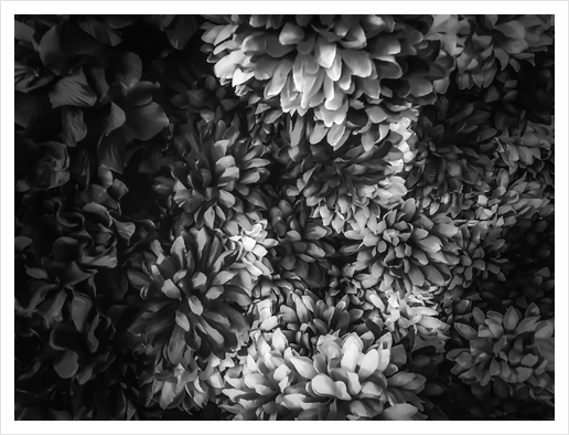 blooming flowers abstract background in black and white Art Print by Timmy333