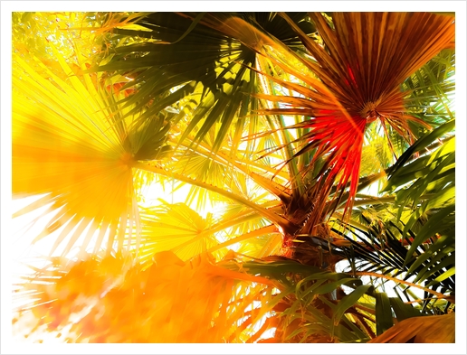 green palm leaves abstract background with summer light Art Print by Timmy333