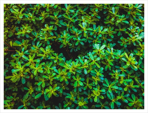 green leaves plant texture background Art Print by Timmy333