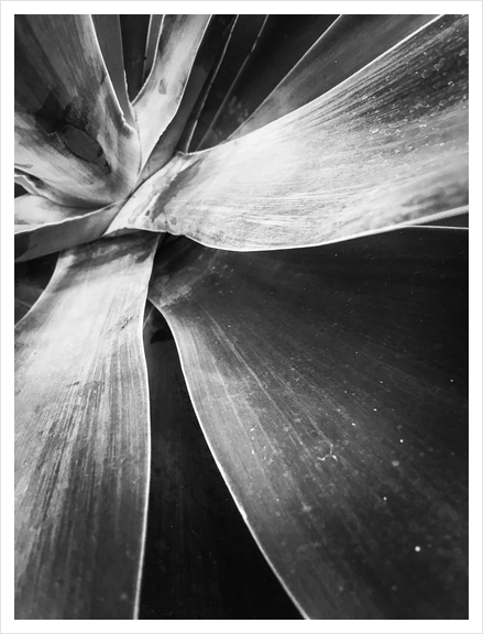 closeup succulent plant texture in black and white Art Print by Timmy333