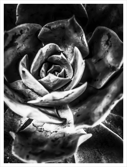 closeup succulent plant in black and white Art Print by Timmy333