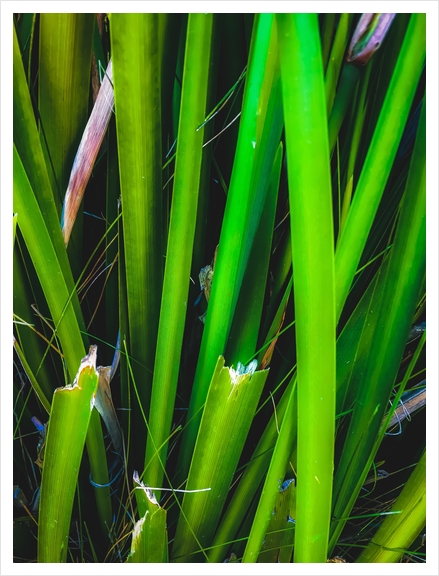 closeup green leaves texture abstract background Art Print by Timmy333