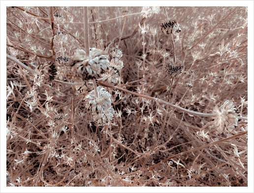 blooming dry flowers with brown dry grass texture abstract Art Print by Timmy333