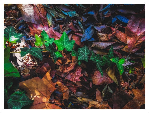 closeup green ivy leaves with brown dry leaves on the ground Art Print by Timmy333