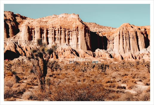 Cactus in the desert at Red Rock Canyon State Park California USA Art Print by Timmy333