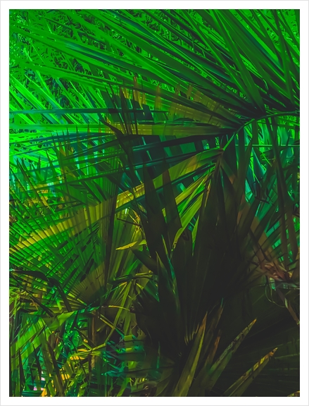 Closeup green palm leaves texture abstract background Art Print by Timmy333