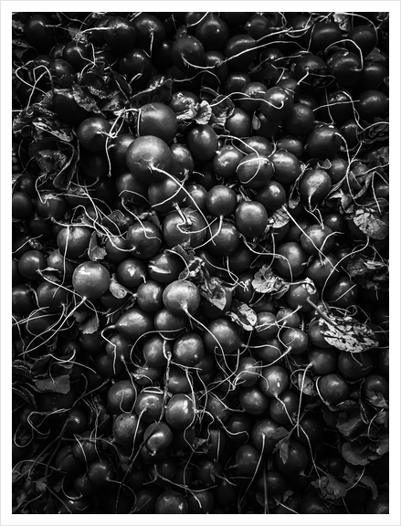 closeup fresh radish texture background in black and white Art Print by Timmy333