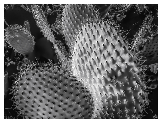 Closeup cactus plant texture background in black and white Art Print by Timmy333