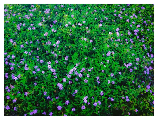 blooming purple flowers garden with green leaves Art Print by Timmy333