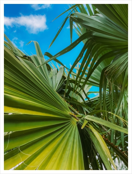 green palm leaves abstract with blue sky background Art Print by Timmy333