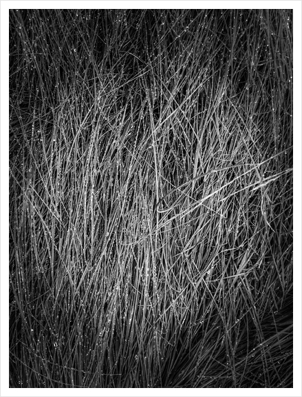 grass texture abstract in black and white Art Print by Timmy333