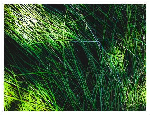 closeup green grass field texture abstract background Art Print by Timmy333