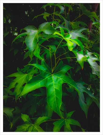 closeup green leaves plant texture background Art Print by Timmy333