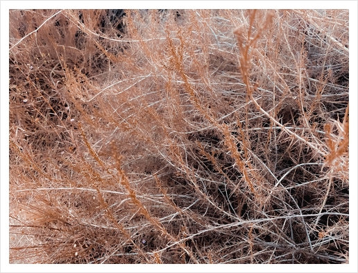 Closeup brown dry plant abstract texture background Art Print by Timmy333