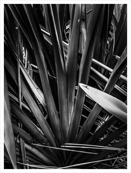 palm leaves texture abstract in black and white Art Print by Timmy333