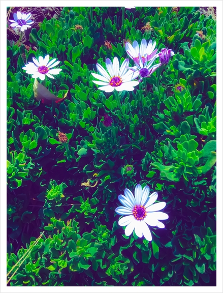 blooming white and purple flowers with green leaves Art Print by Timmy333