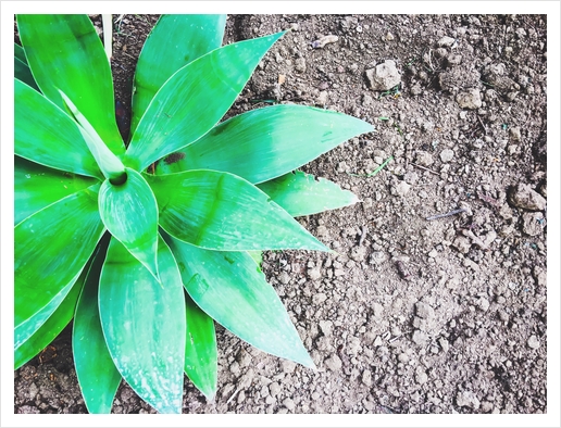 green leaf plant with sand background Art Print by Timmy333