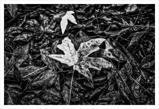 maple leaves in black and white Art Print by Timmy333