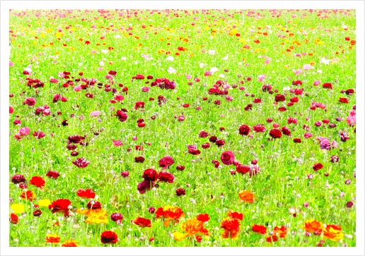 blooming flower field Art Print by Timmy333