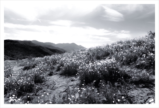 poppy flower field with mountain and cloudy sky in black and white Art Print by Timmy333