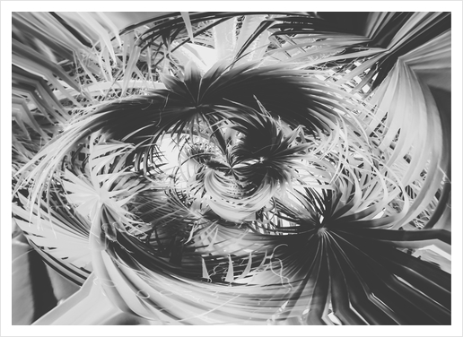 spiral palm leaves abstract background in black and white Art Print by Timmy333